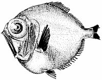 Diretmus argenteus_claves